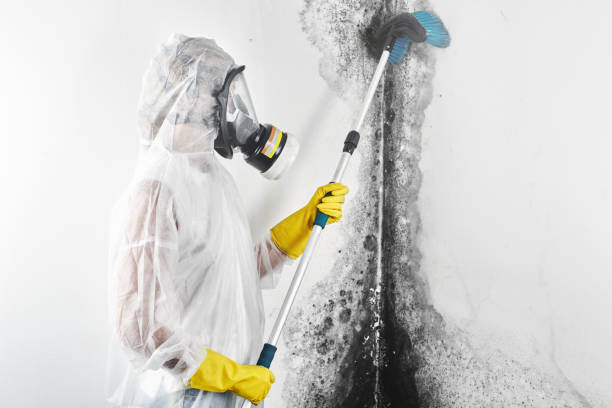 Best Basement Mold Removal  in Monticello, GA